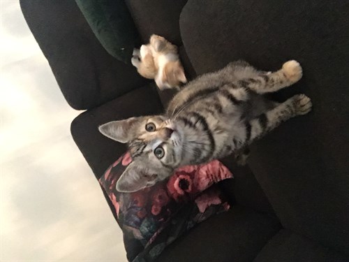 Hera (1)