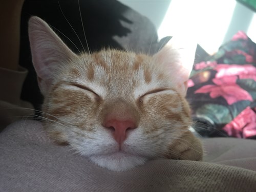 herman (1)