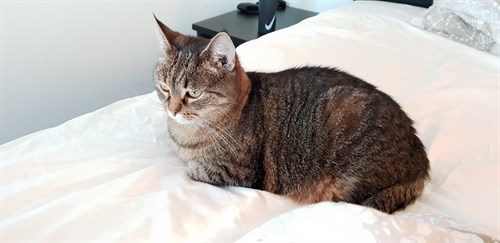 hedda