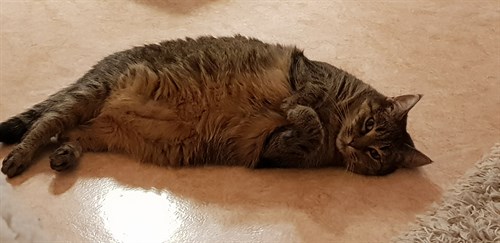 hedda (2)