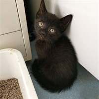 Tim