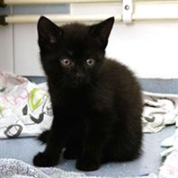 Tora