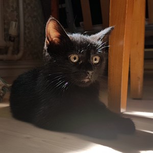 Tova 190806