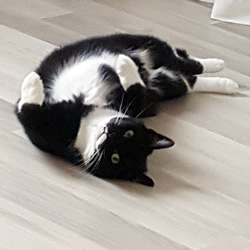 Mimmi