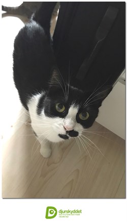 Katten