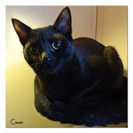 Cesar 191031