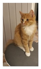 Rakan