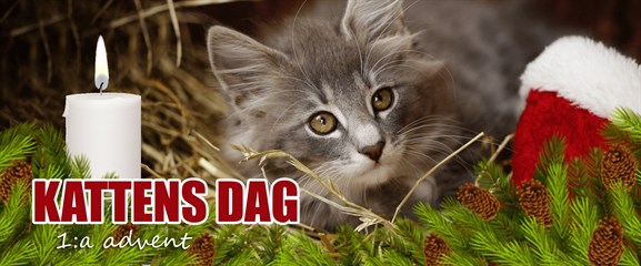 Kattens Dag