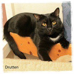 Drutten Final
