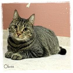 Obritt