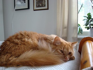 NISSE1