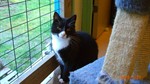 Figaro