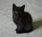 Lizzie