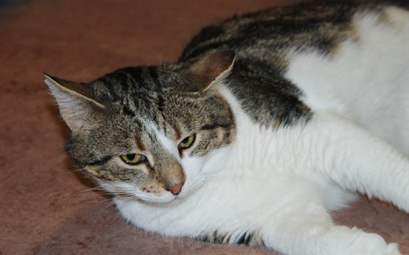 Katt_startsida