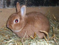 oskar