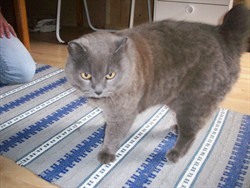 morris