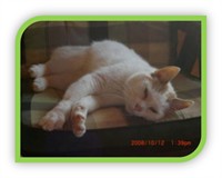 Felix_1_ram