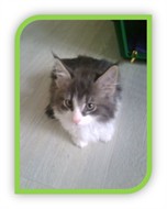 Emil_1_ram