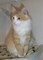 tom
