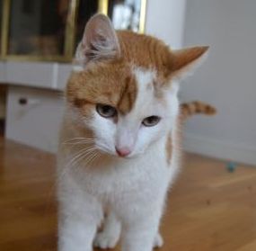 lilkungen