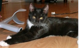 Sabina