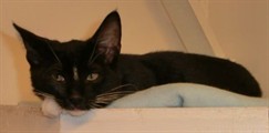 Simon2