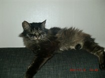 LisaAdopterad