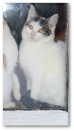 Twix_ram_2