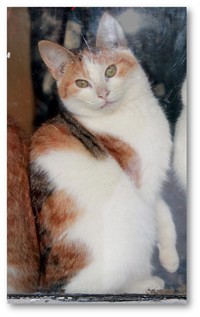Taffy_2_ram