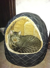 aslan