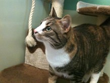 tigris