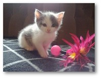 Ofelia_ram_3
