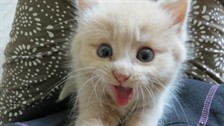Sune