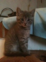 Nilla
