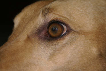Hundöga.red