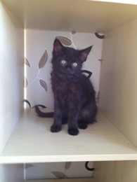 Sixten